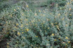 Crotalaria willdenowiana